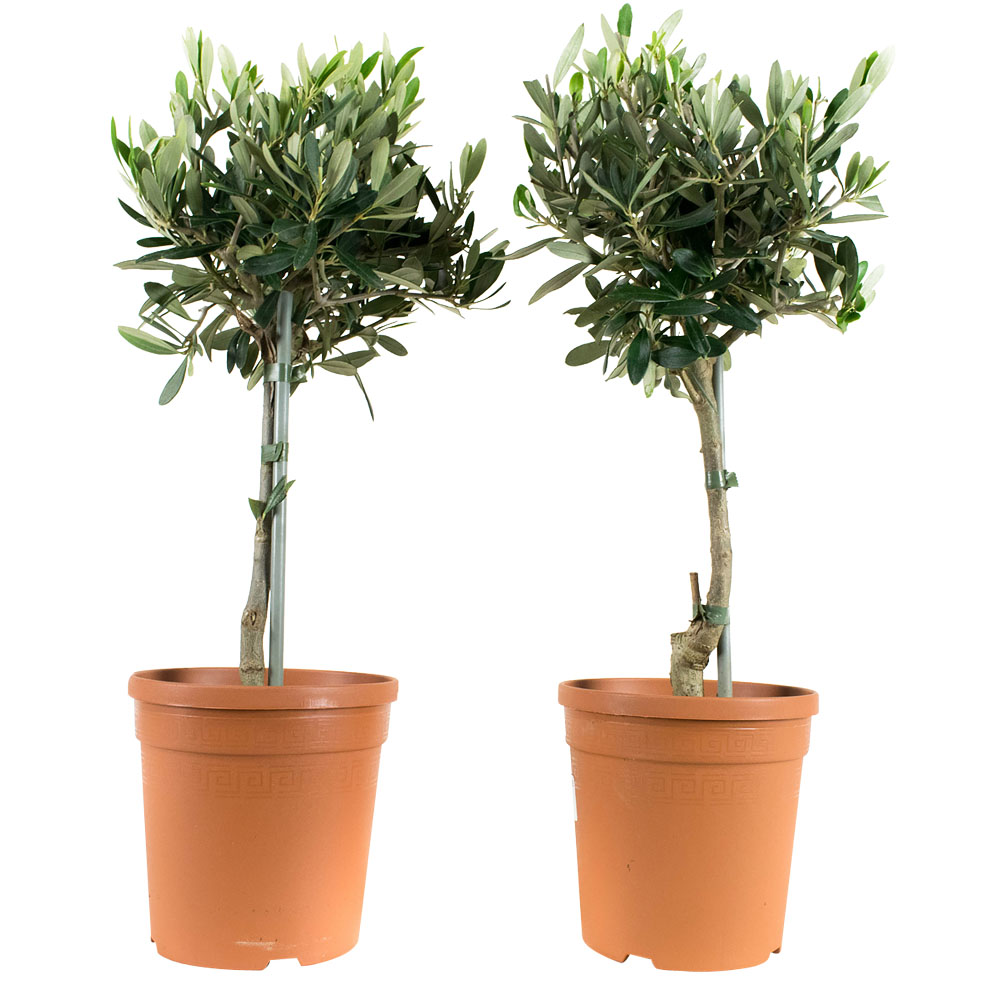 Dagaanbieding - Olea europeae Olijfboom - set van 2 stuks dagelijkse koopjes